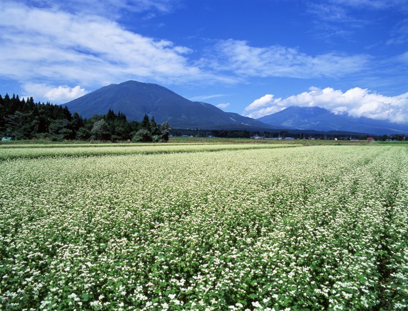 【信州・信濃町癒しの森】風景_秋_そば畑1